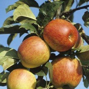 Jabloň domáca (Malus domestica) ´REINE DES REINETTES - ZLATÁ RENETA´- výška 150-200 cm, kont. C10L